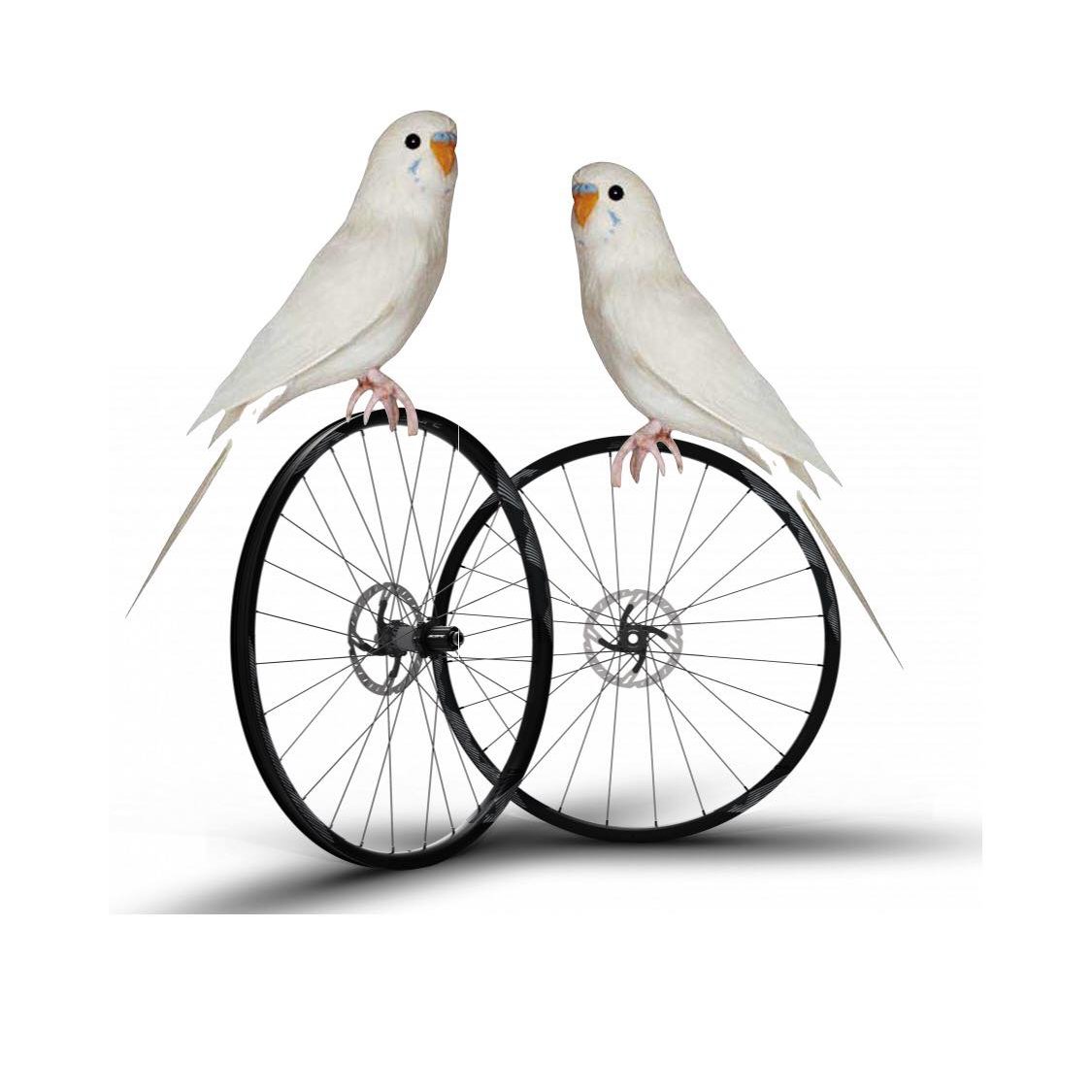 EnFuglMedHjul's tweet photo. jeg er handicappet, og er ikke en handiman.
Jeg er nemlig en fugl med hjul

#Fuglmedhjul #Fuglekanogsåværehandicappet #freethebirds #birdlifematters #BLM https://t.co/QFicxyz0EJ