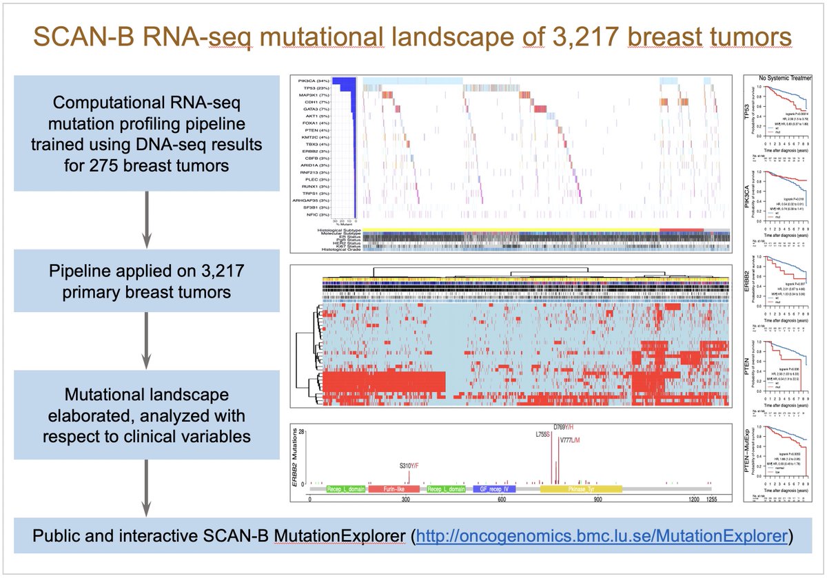 LaoSaal's tweet photo. Great to see it in print!
“The mutational landscape of the SCAN‐B real‐world primary breast cancer transcriptome”
| EMBO Molecular Medicine.
Nice effort by @cbrueffer and the entire #SCANB team!
https://t.co/ye0MgaGB8J https://t.co/JKLq6nKwD1