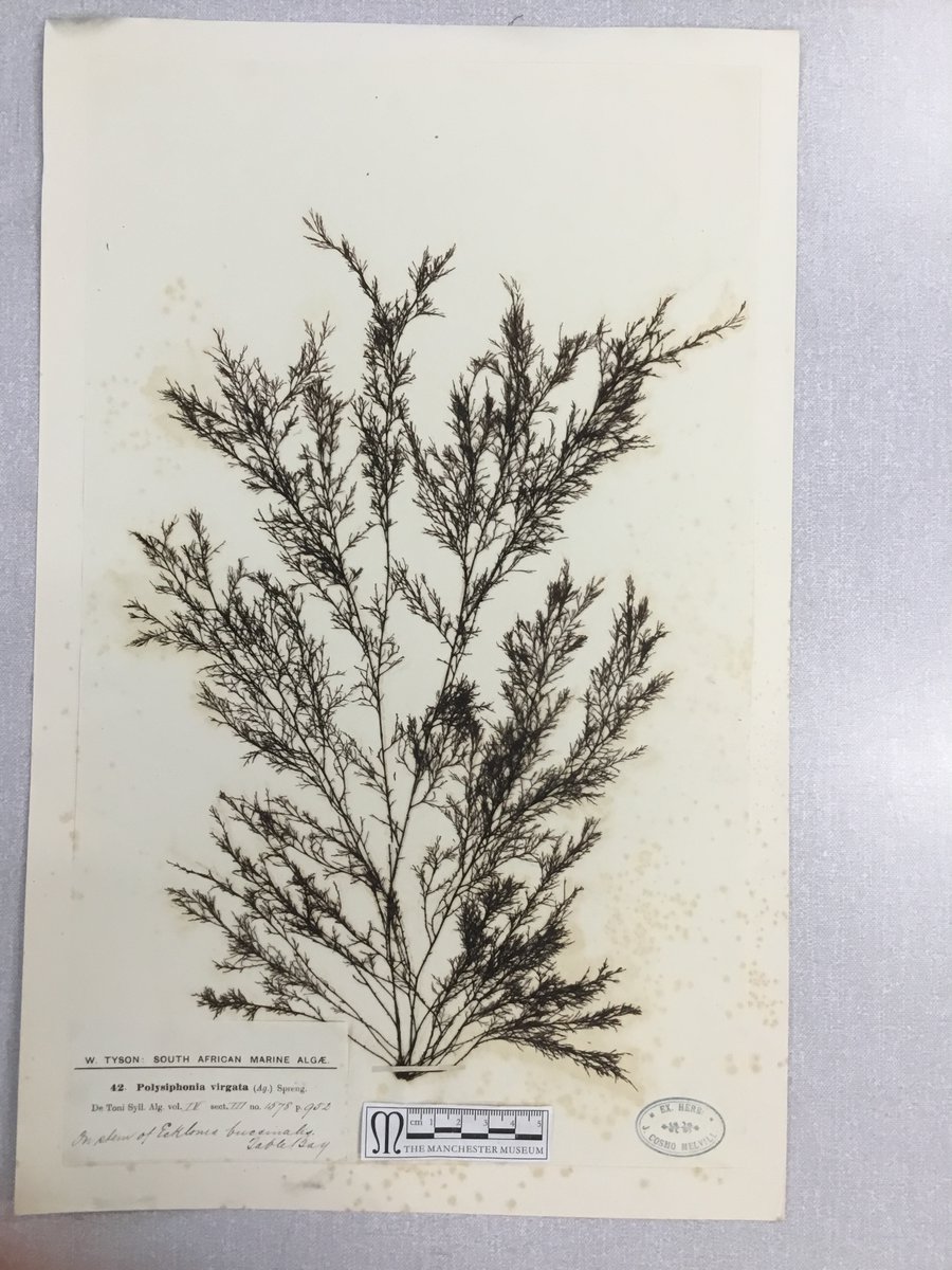 Aristolochia's tweet photo. These herbarium sheet images of algae are ready for our Monday volunteer to add to catalogue records, once we're back in the herbarium - looking forward to getting back one day #beautifulbotany #plantsmakepeoplehappy https://t.co/7UURyoREDl