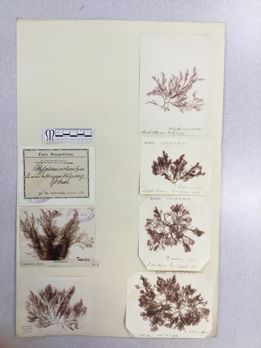 Aristolochia's tweet photo. These herbarium sheet images of algae are ready for our Monday volunteer to add to catalogue records, once we're back in the herbarium - looking forward to getting back one day #beautifulbotany #plantsmakepeoplehappy https://t.co/7UURyoREDl