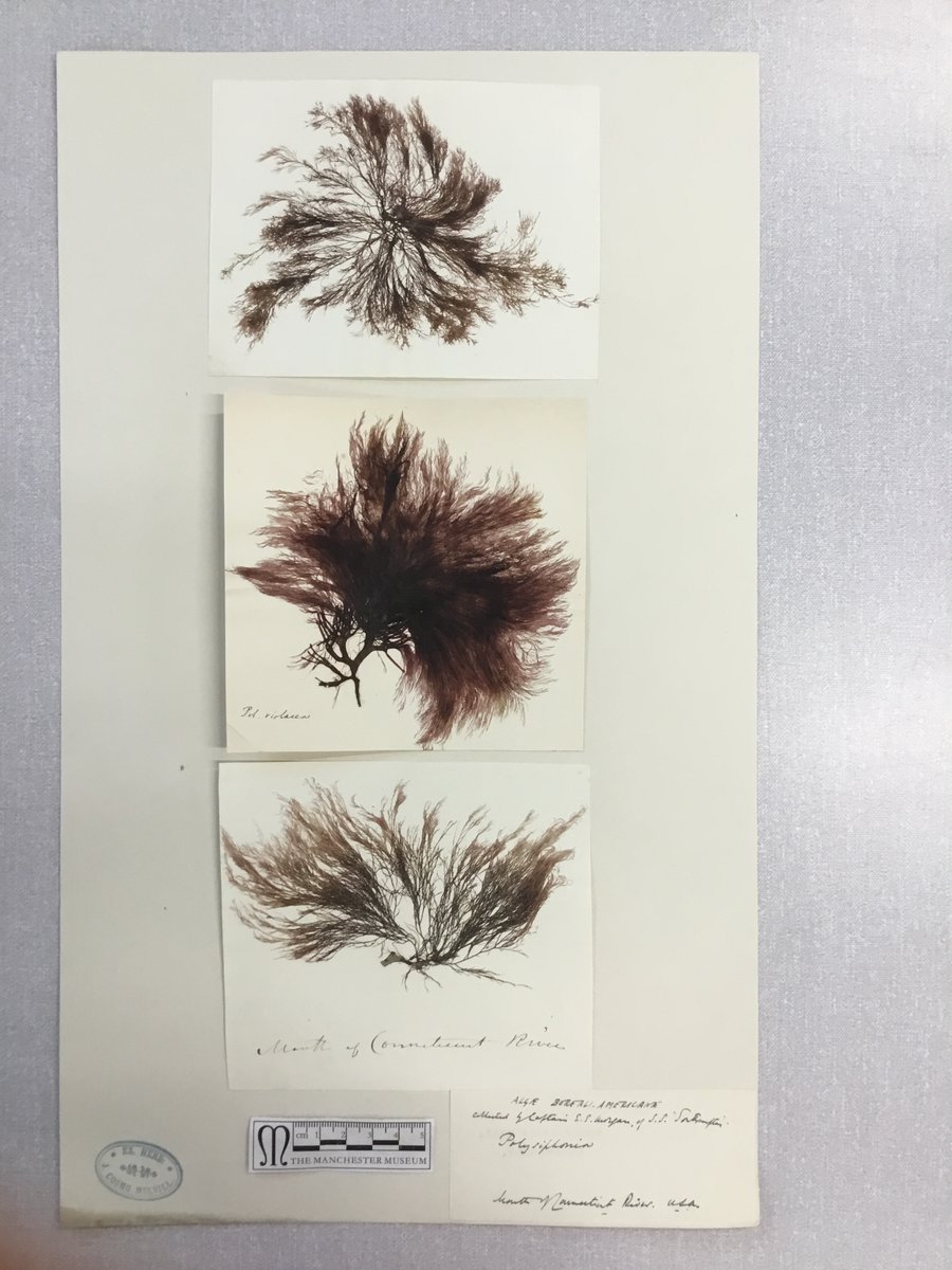 Aristolochia's tweet photo. These herbarium sheet images of algae are ready for our Monday volunteer to add to catalogue records, once we're back in the herbarium - looking forward to getting back one day #beautifulbotany #plantsmakepeoplehappy https://t.co/7UURyoREDl