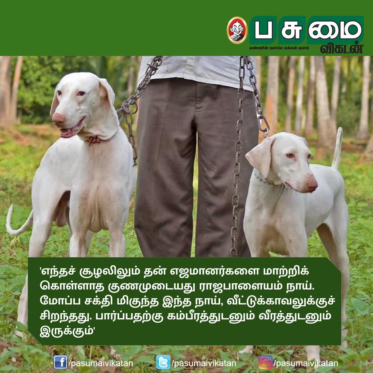 PasumaiVikatan's tweet photo. கோம்பை, சிப்பிப்பாறை, ராஜபாளையம்... நாட்டு நாய்களை தேர்வு செய்வது எப்படி?
முழு கட்டுரை - https://t.co/wnO0gAkN05
#breeddog #dog #combai https://t.co/bRepwJd37x