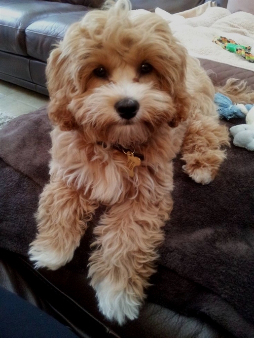 HeyPuppers's tweet photo. https://t.co/KVdSixoX1t