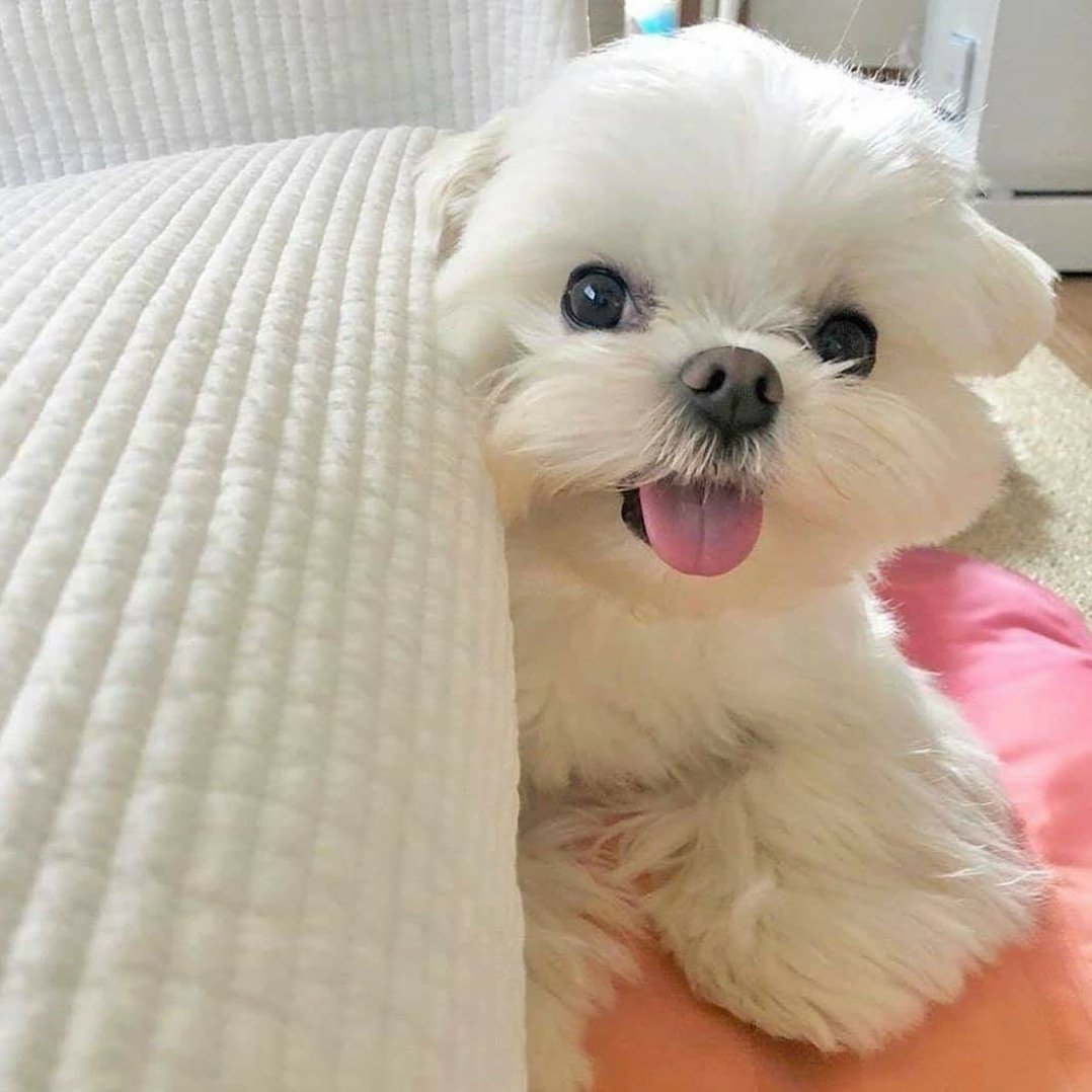 MascotaGenial's tweet photo. Ya se ha ido el virus malo? https://t.co/ymXlfaaudL