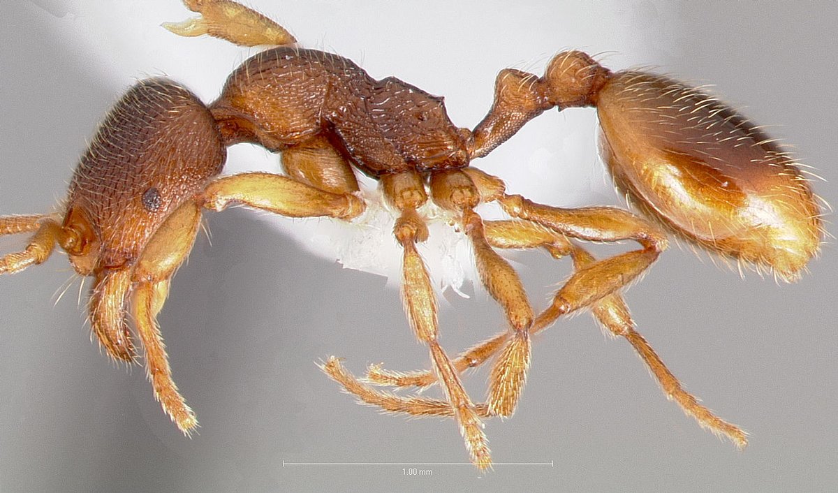 LonginoJack's tweet photo. Stenamma snellingi: Named after Roy Snelling, one of the great ant taxonomists and a mentor of mine. Many years on staff at the LA Co. Museum of Nat Hist. He died in 1988. I miss him. #AntsRule #AntsoftheWasatch #LonginoLab https://t.co/WeXQMW5VGE