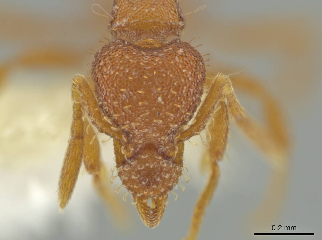 LonginoJack's tweet photo. Strumigenys ananeotes: Just named in 2019! A new species I found in my back yard in SLC. Really! And so far only known from there. Surely there are more somewhere. #AntsRule #AntsoftheWasatch #LonginoLab https://t.co/u3vhezcJTL