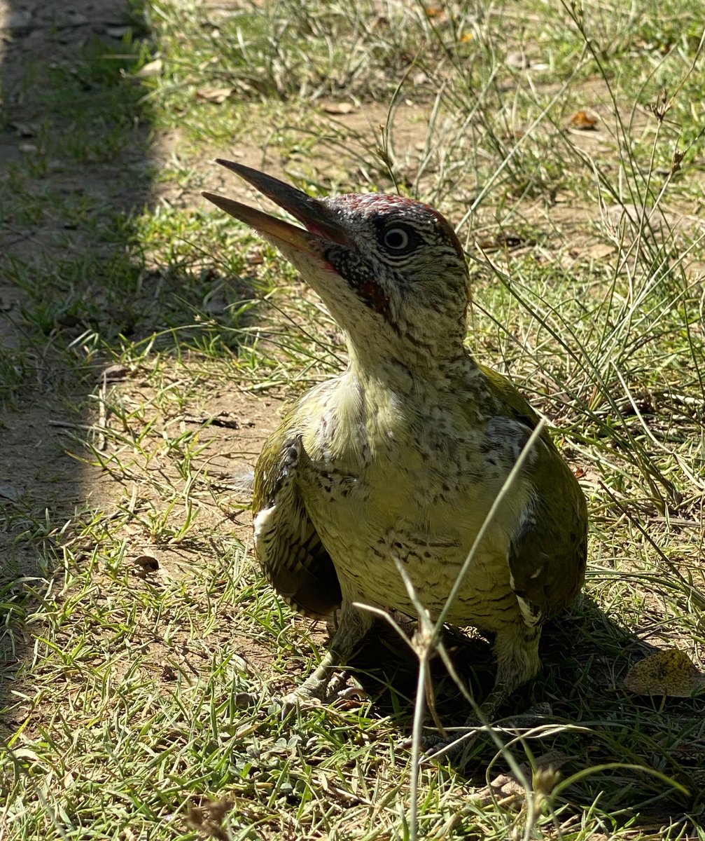 James Torry tweet media