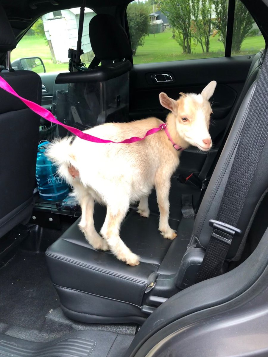 PSPTroopHPIO's tweet photo. Troopers in Chambersburg were on #GoatPatrol when they responded to an incident involving this guy🐐 Don’t worry, he wasn’t involved in any baaaa-d behavior. https://t.co/iBshxUYQmT