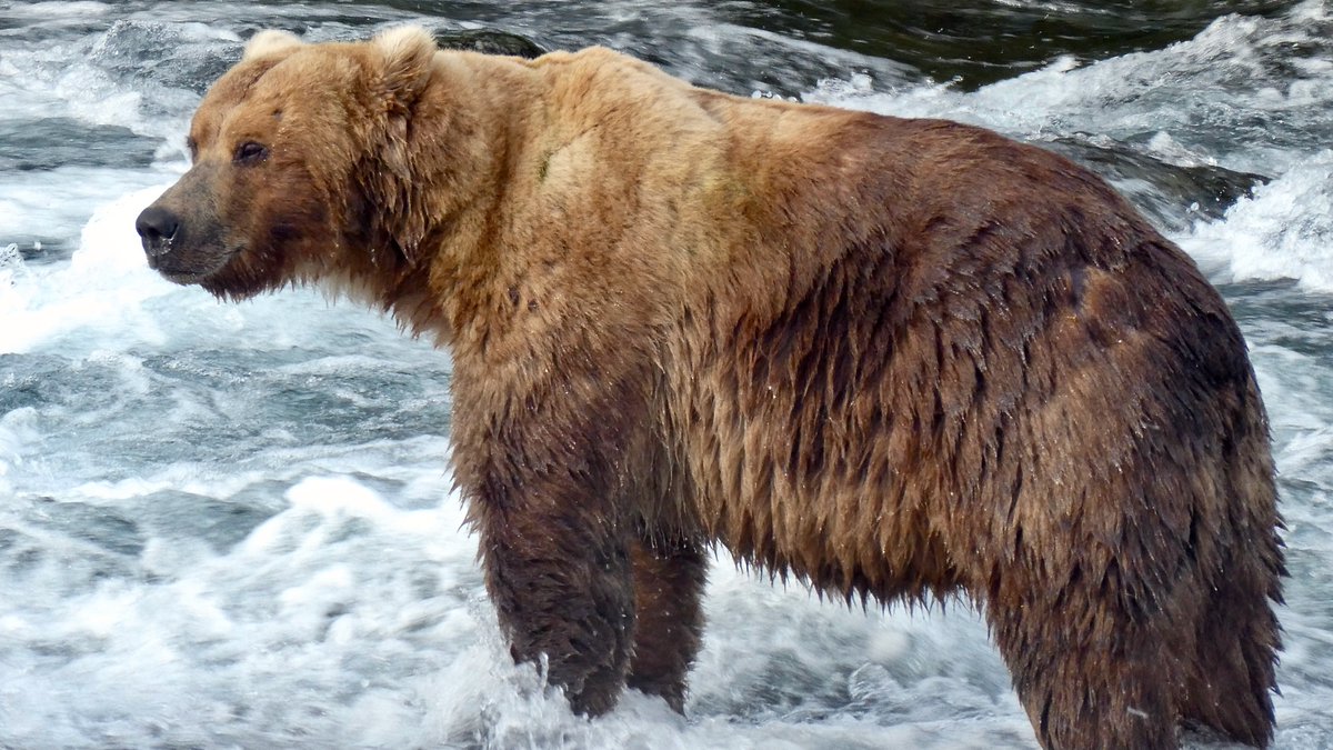 KatmaiNPS's tweet photo. Bear 89 "Backpack" is still prepping his #FatBearWeek runway body, but he has already perfected his #Smize!
A salmon in the waters of Katmai is a fat bomb of nearly 4,500 calories, bringing a smile to any bear's face!
NPS Photo/N. Boak
#NPSFW #FindYourPark #KatmaiNPP https://t.co/pAZYsF7LNm