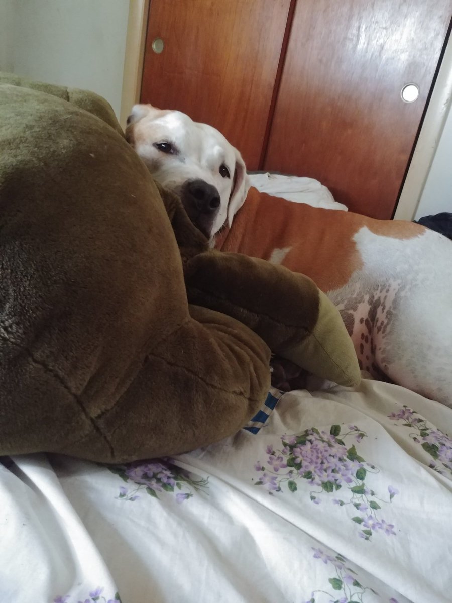 MostlyCanine's tweet photo. @caninemomcaren1 🐾Xena sez stay safe🐾 https://t.co/pfigfsgnup