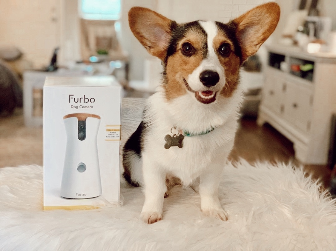 dog camera throws treats