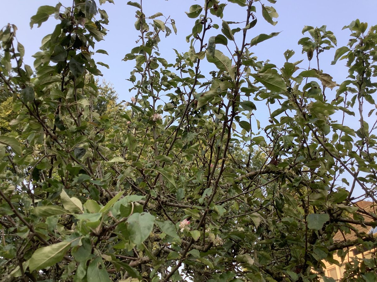 Clemensblik's tweet photo. Je gelooft het niet:
onze appelboom is met de tweede leg bezig.
Het voelt als #lente 
#herfstpromenade 
#herfst https://t.co/tTlRxX2BbH