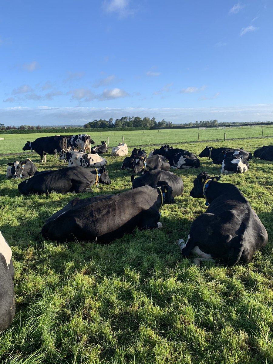 Today’s #SystemsHerdGrassWedge:
AFC: 1144kg DM/ha
Cover/LU: 350kg DM
Growth: 67kg DM/ha
Demand: 59kg DM/ha/day
Grass allocation/cow: 18kg/day
Concentrate allocation/cow: 1kg/day