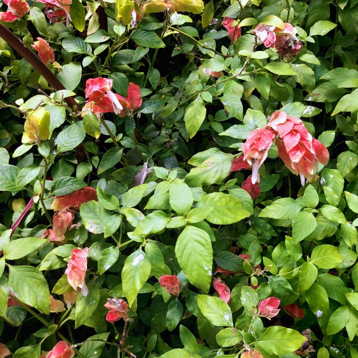 galactic_madrid's tweet photo. Justicia Brandegeeana - Mexican Shrimp Plant #mexican #biodiversity #shrimp #plant #justicia #brandegeena #botanical #bioheritage #amazing #flower #plants https://t.co/xycq77FeNU