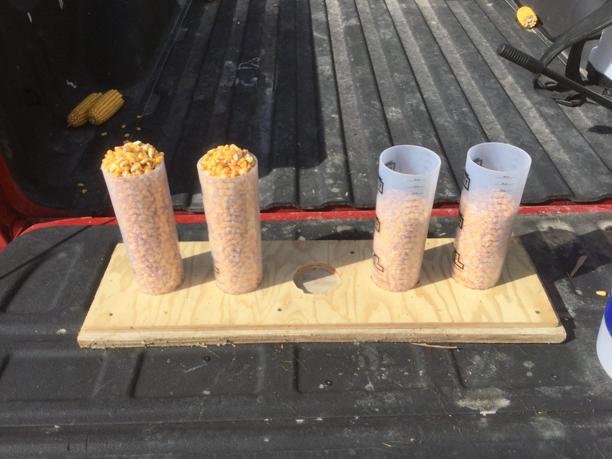 The dry August has really put the stress on some soil types.  Variable rate population plots are looking promising! In the stressed area, 5 ears from 25K has more grain than 6 ears at 30K.