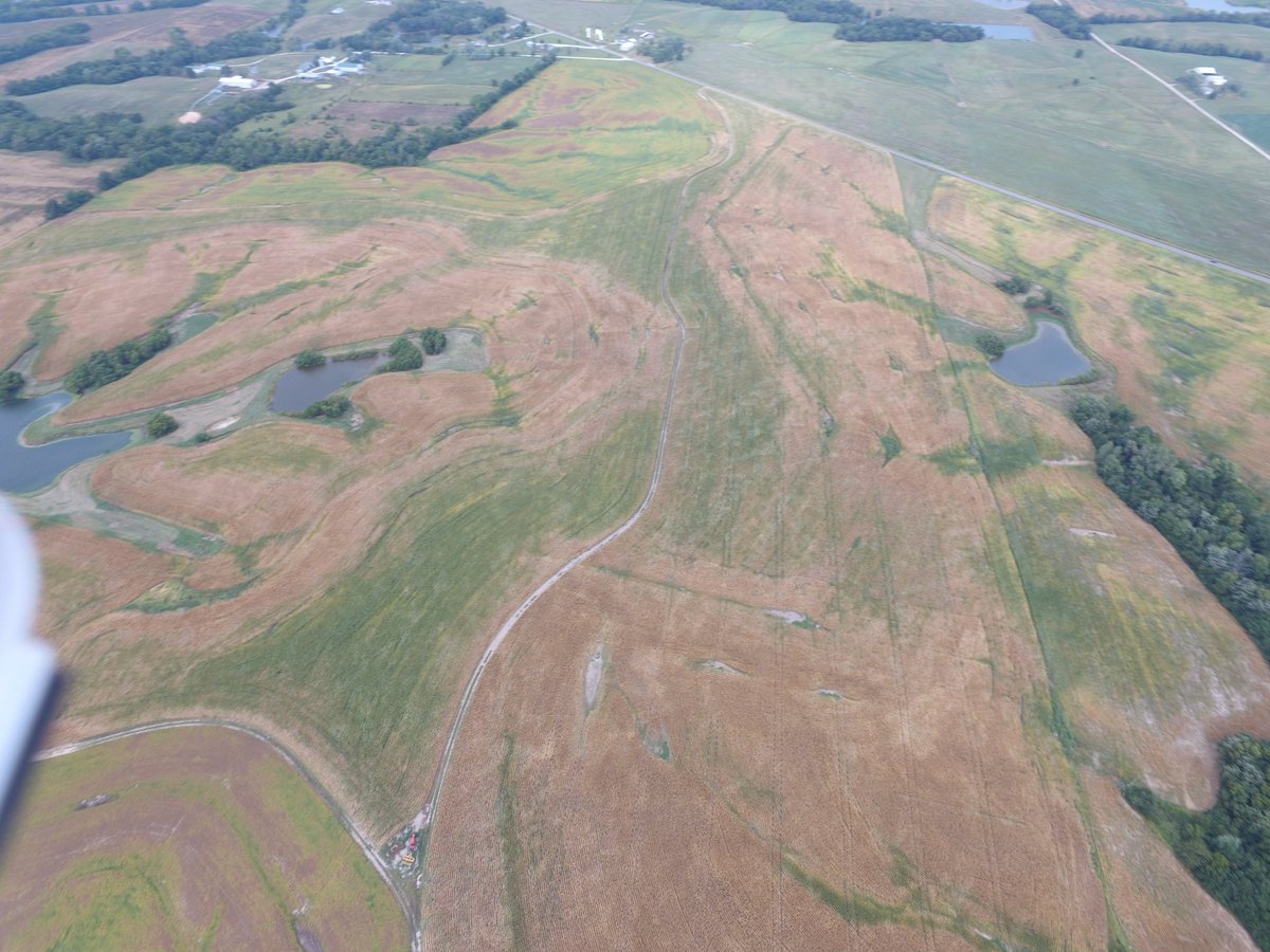 mattdues21's tweet photo. The dry August has really put the stress on some soil types.  Variable rate population plots are looking promising! In the stressed area, 5 ears from 25K has more grain than 6 ears at 30K. https://t.co/oz6xYqZslX