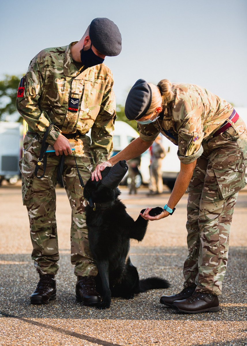 RAF__Police's tweet photo. Day 1 ✅. Todays inspections would have included the handlers personal presentation and that of their dog, correct documentation, serviceability of equipment and general canine first aid knowledge. The highest of standards will be expected from our #RAFPolice teams https://t.co/QRvZgkzUJ3