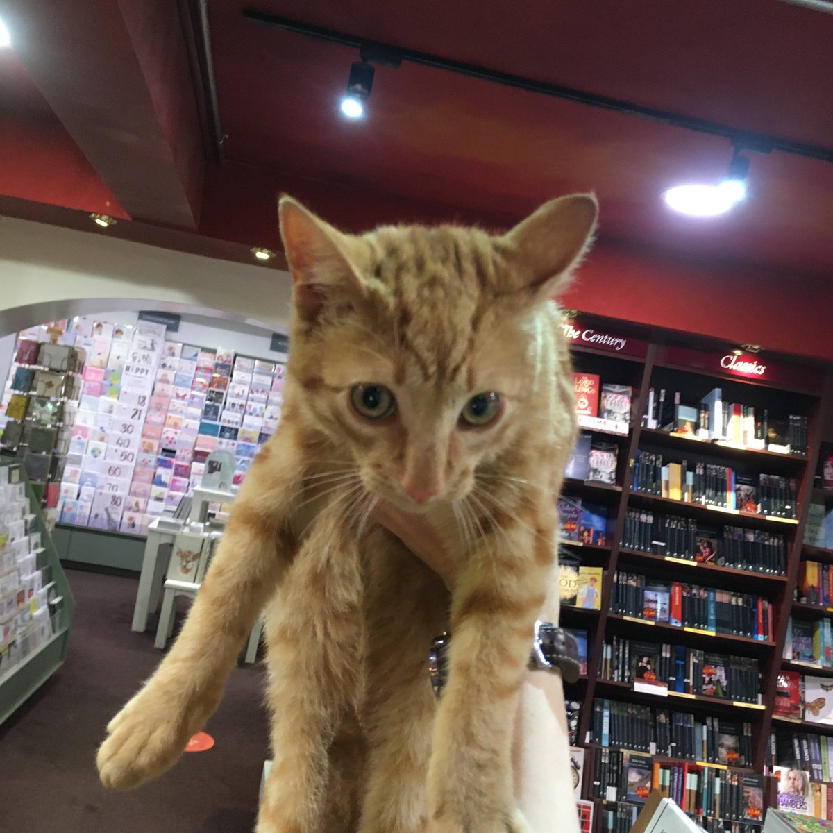 Lost cat?? RT please