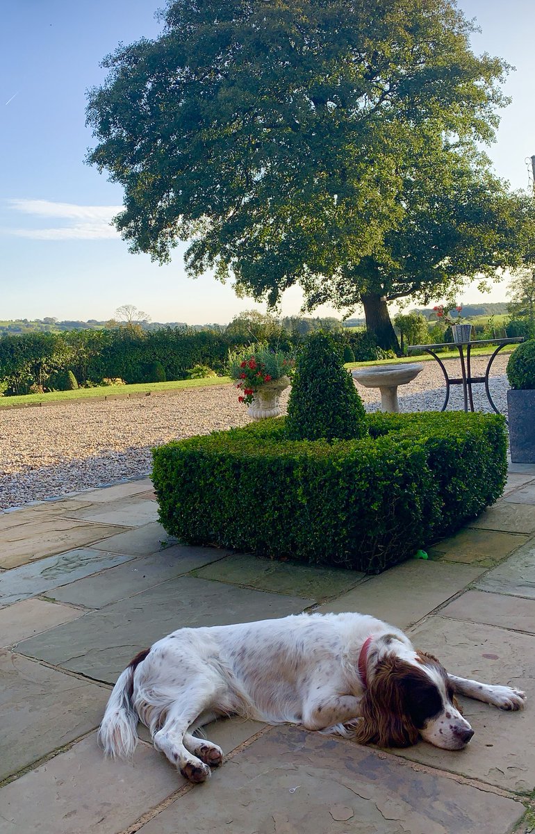 CharlieDOG1990's tweet photo. Nice cool Monday chill #dogsoftwitter #dogs #MondayVibes #sunshinetherapy https://t.co/VWCCIHDOXx
