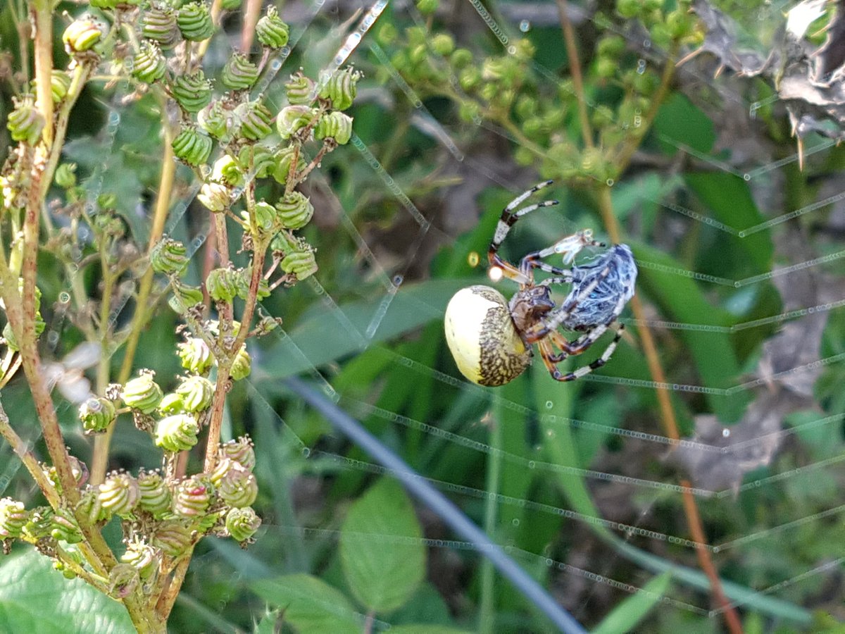 n_shawcross's tweet photo. Found this beautiful spider in a field margin, with its dinner.@BritishSpiders any help with ID appreciated. https://t.co/CjGVSYj9GZ