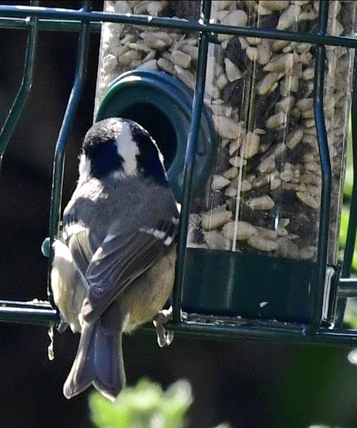 RoystonPorter's tweet photo. Coal Tit on the feeders. 
#Gardenbirds https://t.co/Zl6xEpcl8o