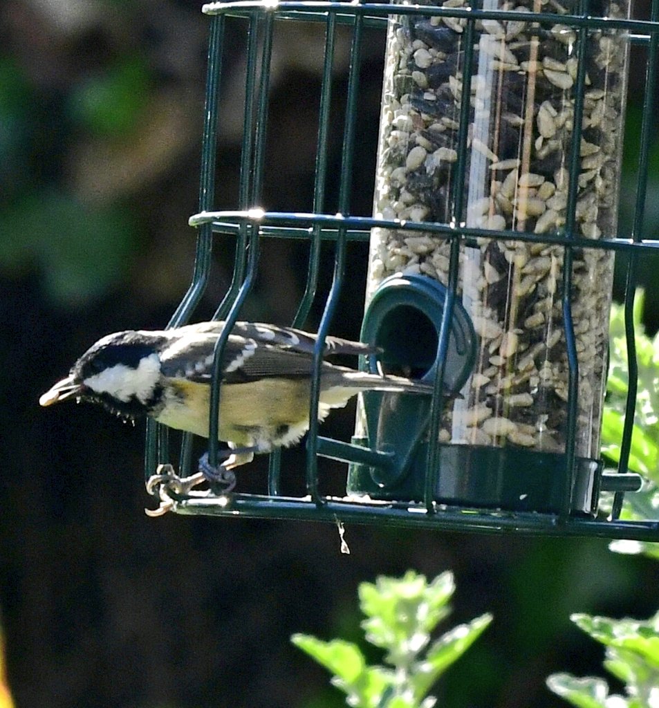 RoystonPorter's tweet photo. Coal Tit on the feeders. 
#Gardenbirds https://t.co/Zl6xEpcl8o