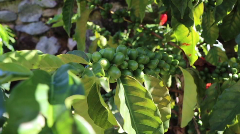 Gobierno Nacional busca rescate de la variedad de café Blue Caracas originaria de Galipán #CuarentenaRadicalDisciplinada vtv.gob.ve/gobierno-nacio…