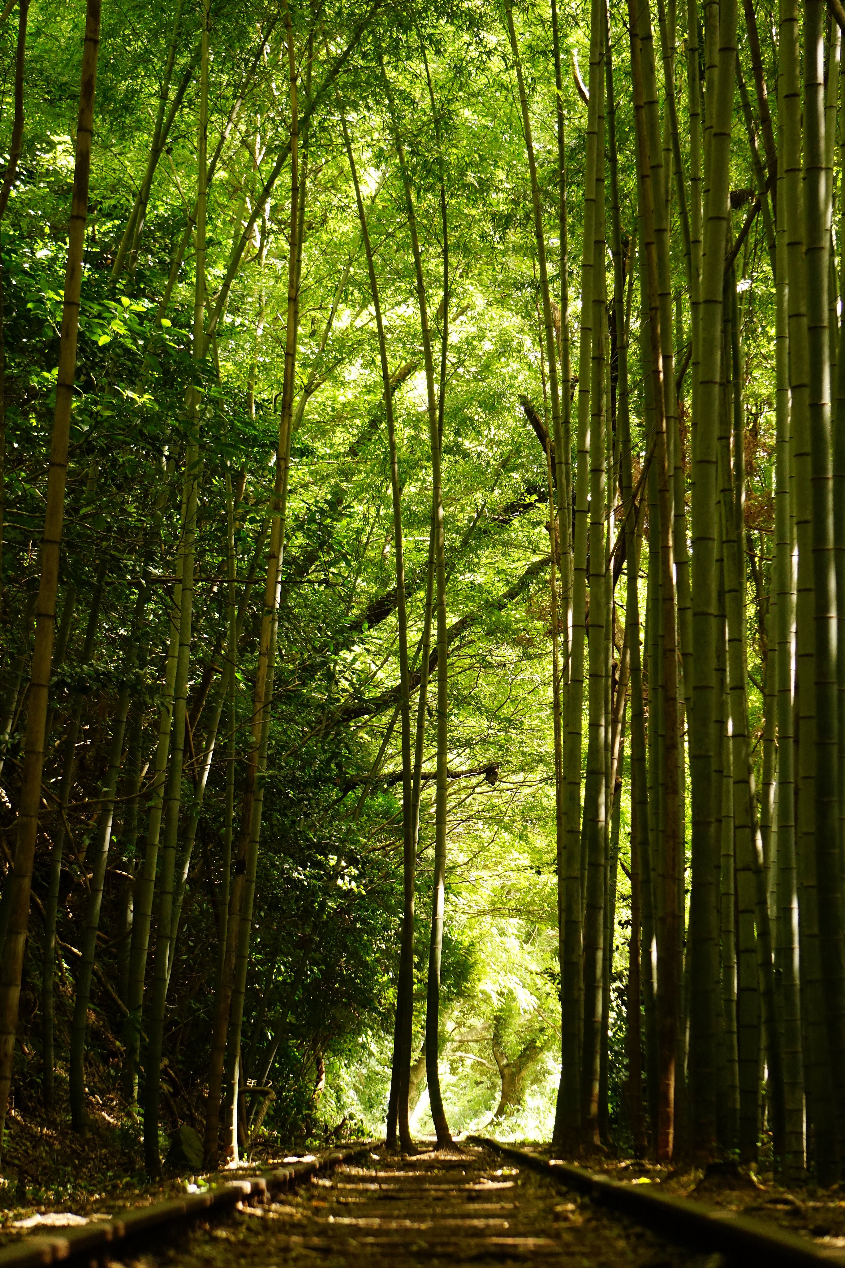 砂場のととりべ 国鉄関金線泰久寺駅付近 近年 映える スポットとして脚光を浴びている泰久寺駅付近の倉吉線廃線跡 泰久寺駅から山守トンネルまでの区間が歩行可能なように管理され 残されたままのレールと鉄路に拡がってきた竹林の不思議な光景となって