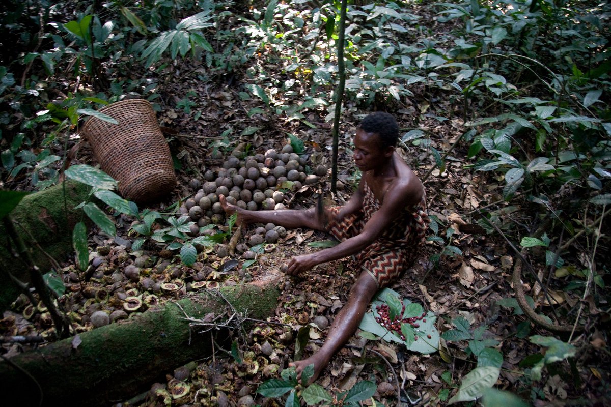 survivalfr's tweet photo. C'est la saison des pluies et de nombreux Baka quittent leurs villages pour chasser et récolter du miel et des plantes de la forêt. 🌿🍯
Mais le WWF veut créer une nouvelle aire protégée sur leur territoire. Si cela se produit, leurs vies seront détruites. #StopMessokDja https://t.co/q6efaTFMOz