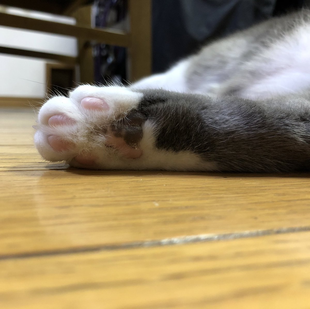 ট ইট র ヘムヘムヘムコ うちの猫のもみてやってください 毛色によってパターンがあるみたいです うちの黒猫は肉球も黒いのですが 黒猫 でピンクの子もいるみたいです 肉球 奥が深いです