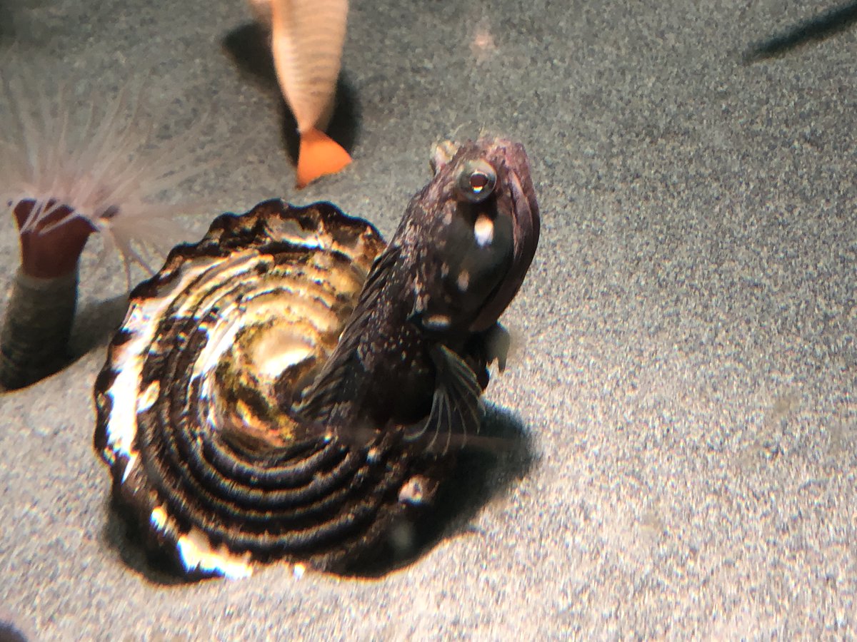 今日、葛西臨海水族園に行って、サーカスティック・フリンジヘッドという魚が(『ゆかいないきもの図鑑』で図解を描いたのに)意外と小さいことに気づいた。口をガパッと開くギミックのインパクトが強すぎて、脳内で勝手にもっと大きな魚としてイメージしていた…。あとほんとに貝の中が好きなんだね。 