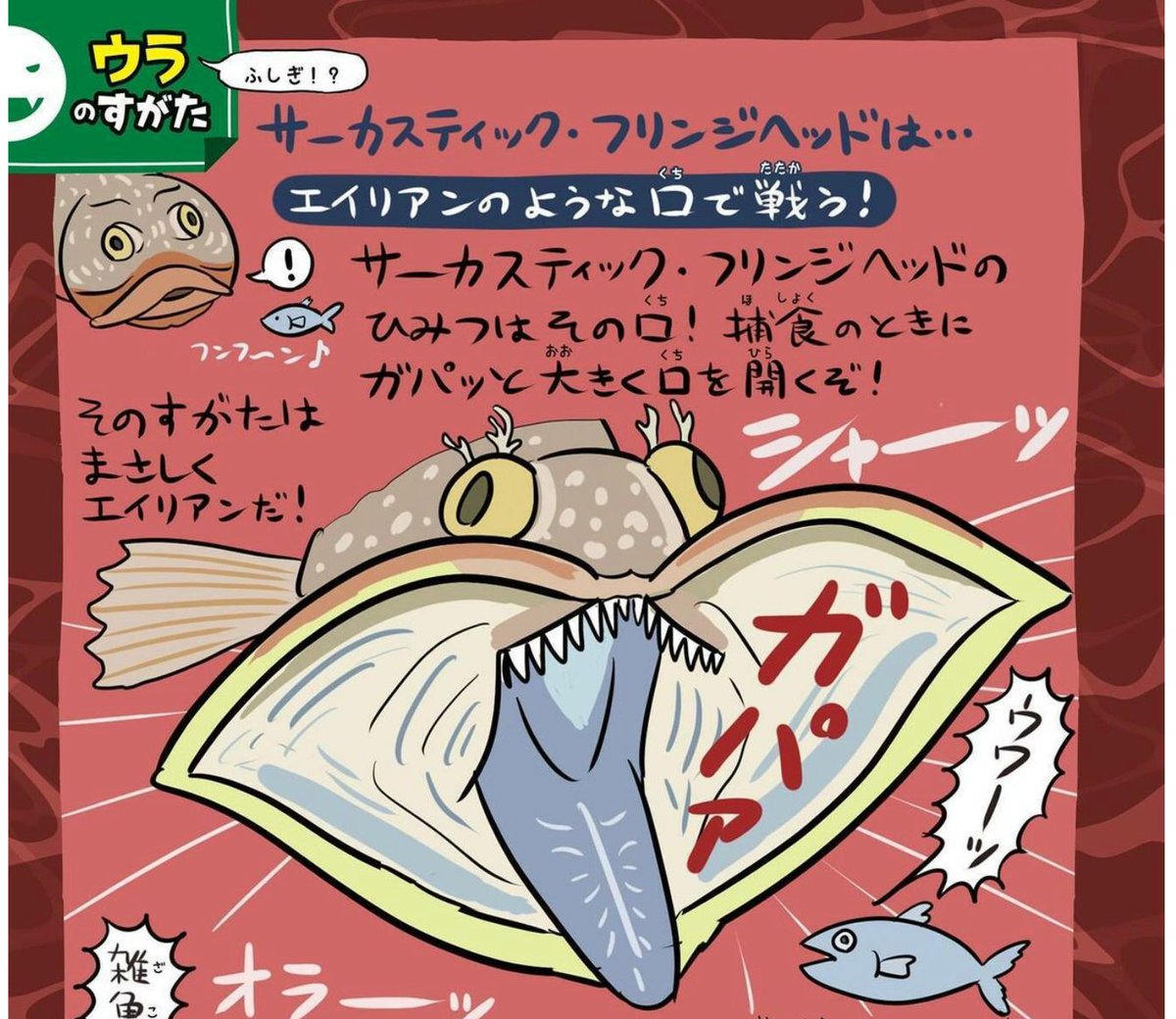 今日、葛西臨海水族園に行って、サーカスティック・フリンジヘッドという魚が(『ゆかいないきもの図鑑』で図解を描いたのに)意外と小さいことに気づいた。口をガパッと開くギミックのインパクトが強すぎて、脳内で勝手にもっと大きな魚としてイメージしていた…。あとほんとに貝の中が好きなんだね。 