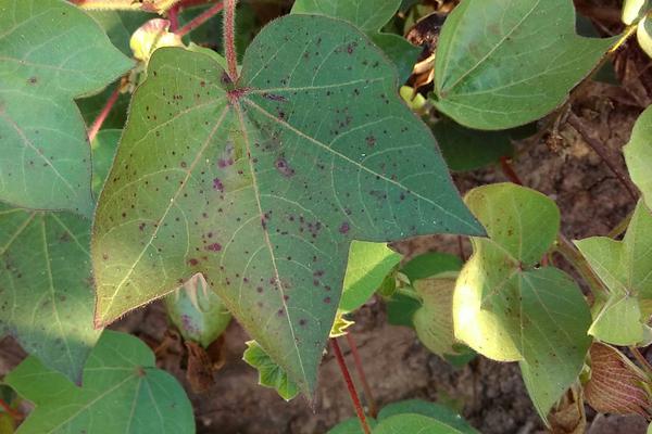Agrojay_'s tweet photo. https://t.co/epeEwFR2rH
Molecular Tax:
Pathogenic Bacteria - Xanthomonas auxenopodis pathovor malvesiram
A) Angular dots on the leaf
@nashik_feed
#AgricultureTAResult #agriculture #agrojay #digitalarts #farmersmarket https://t.co/lynztGxq1B