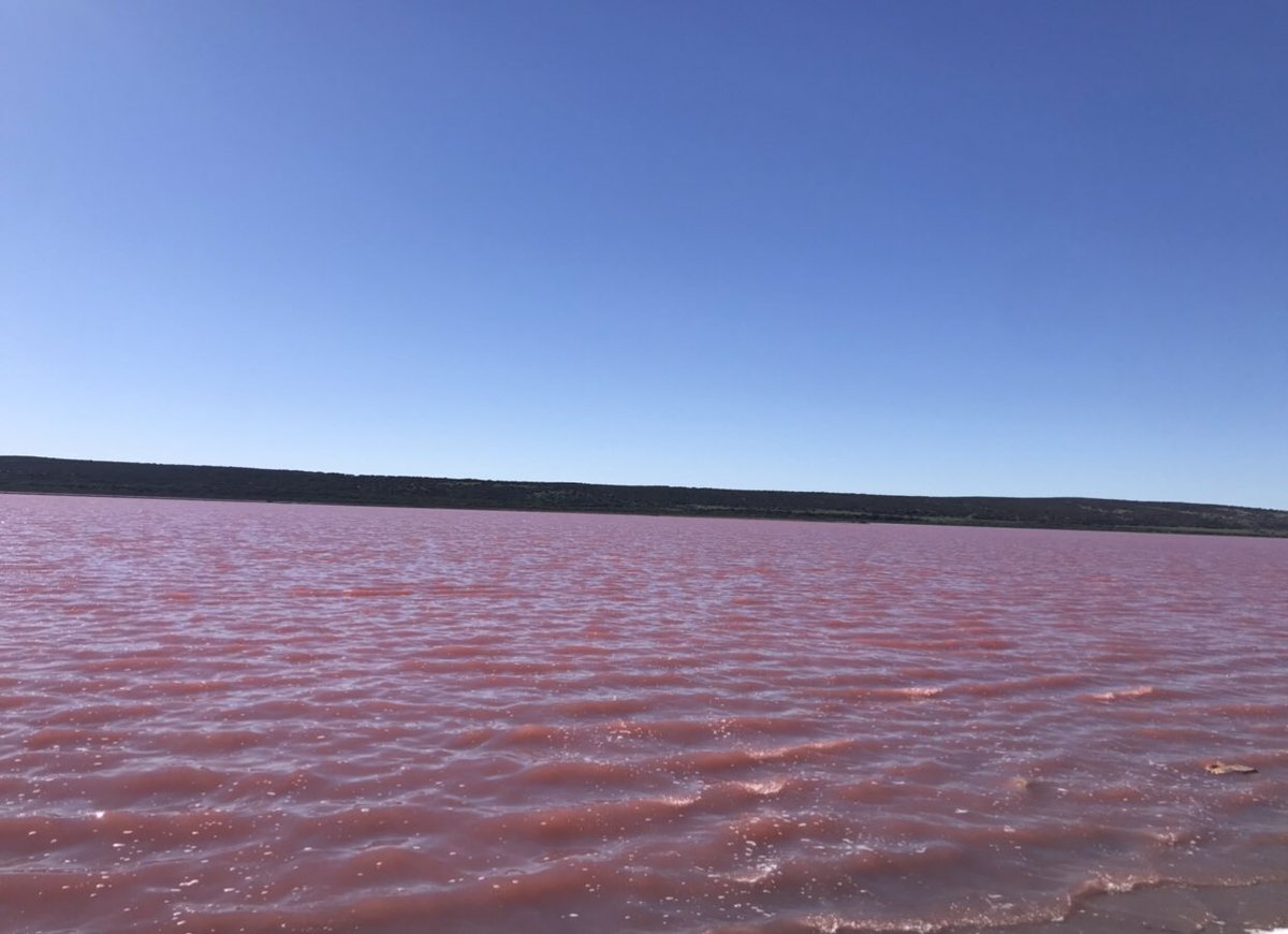 JamazingTeachin's tweet photo. Went to visit a natural #phenomena in Western Aus. The pink lake of Hutt Lagoon. It is at its most pinkest at noon. What scientific questions do you have about the this lake? @NGSSphenomena @NGSS_tweeps @OfficialNGSS #ElemNGSS #pinklake #thisisWA https://t.co/Y0hfpKkmqK
