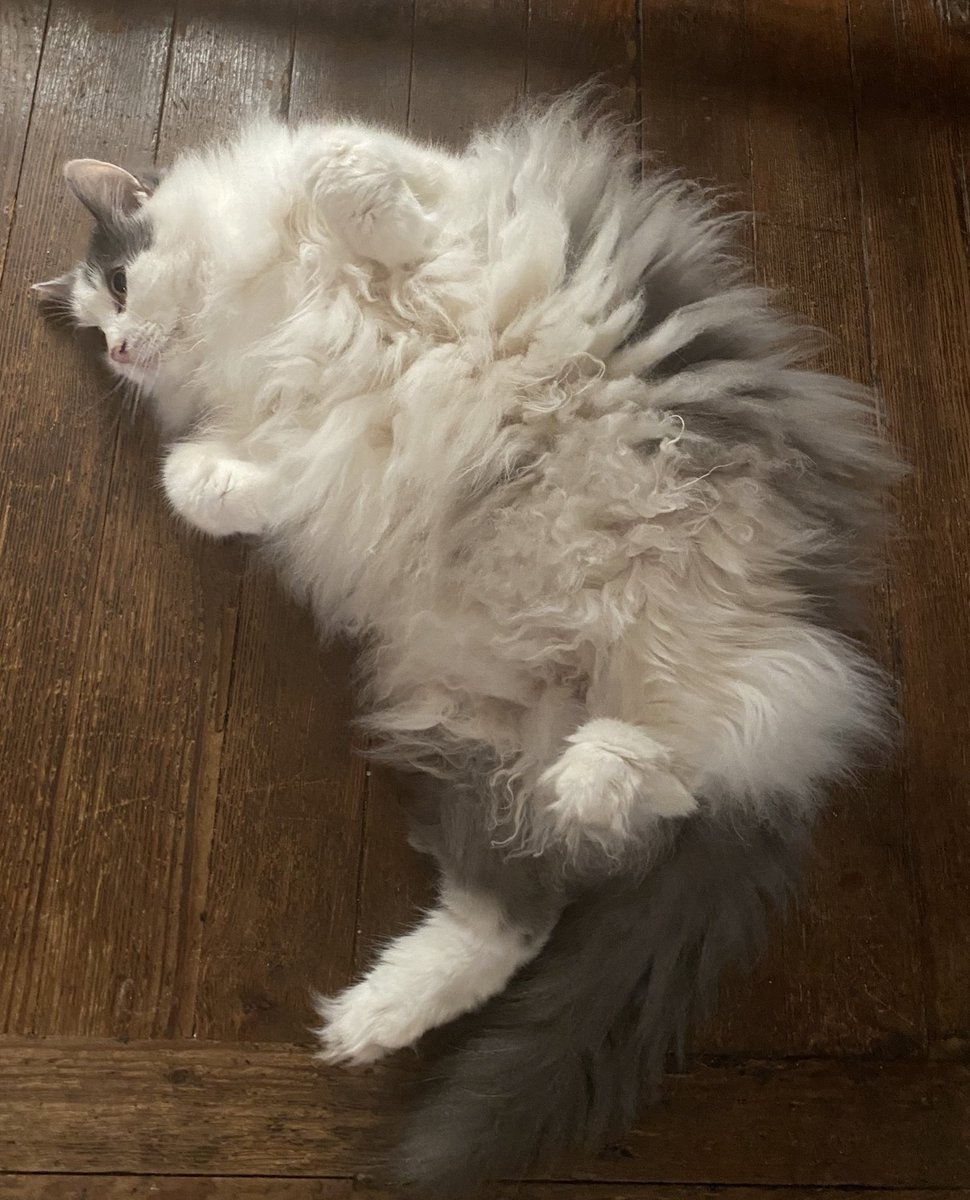 Mr. Furrrrguson tweet media