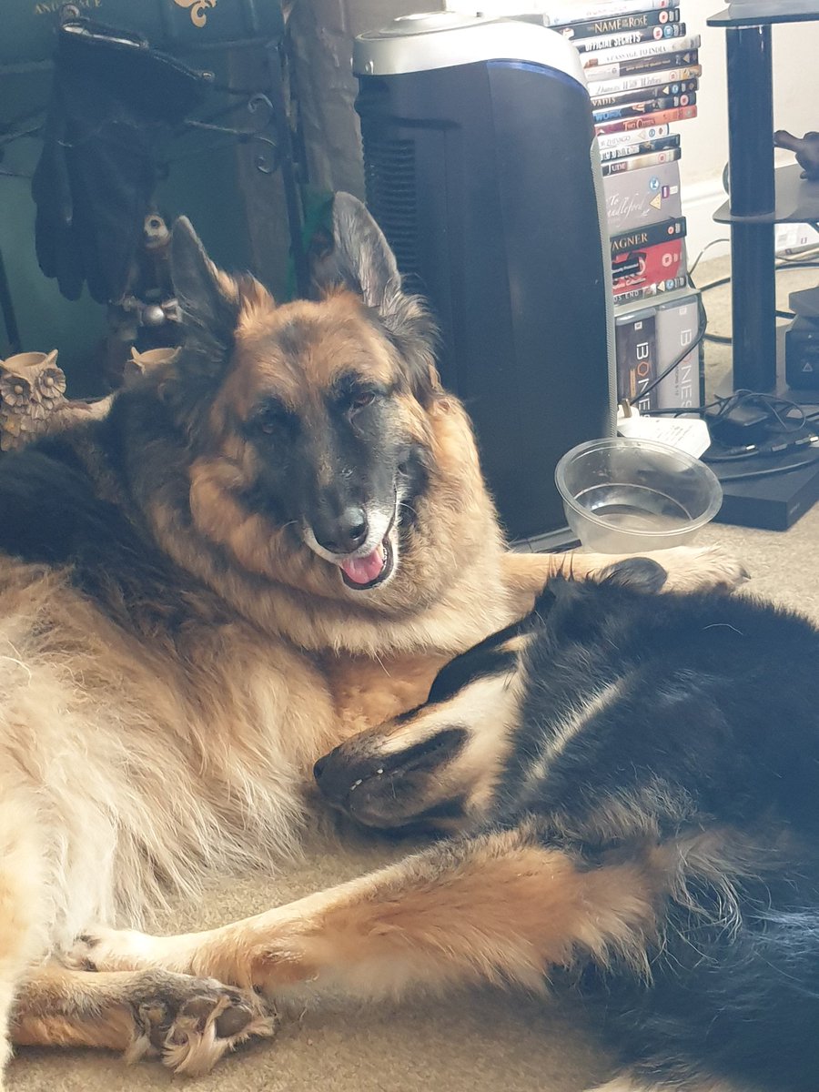 DebbiBaileyGre3's tweet photo. Loving my dogs https://t.co/db7k02azwy