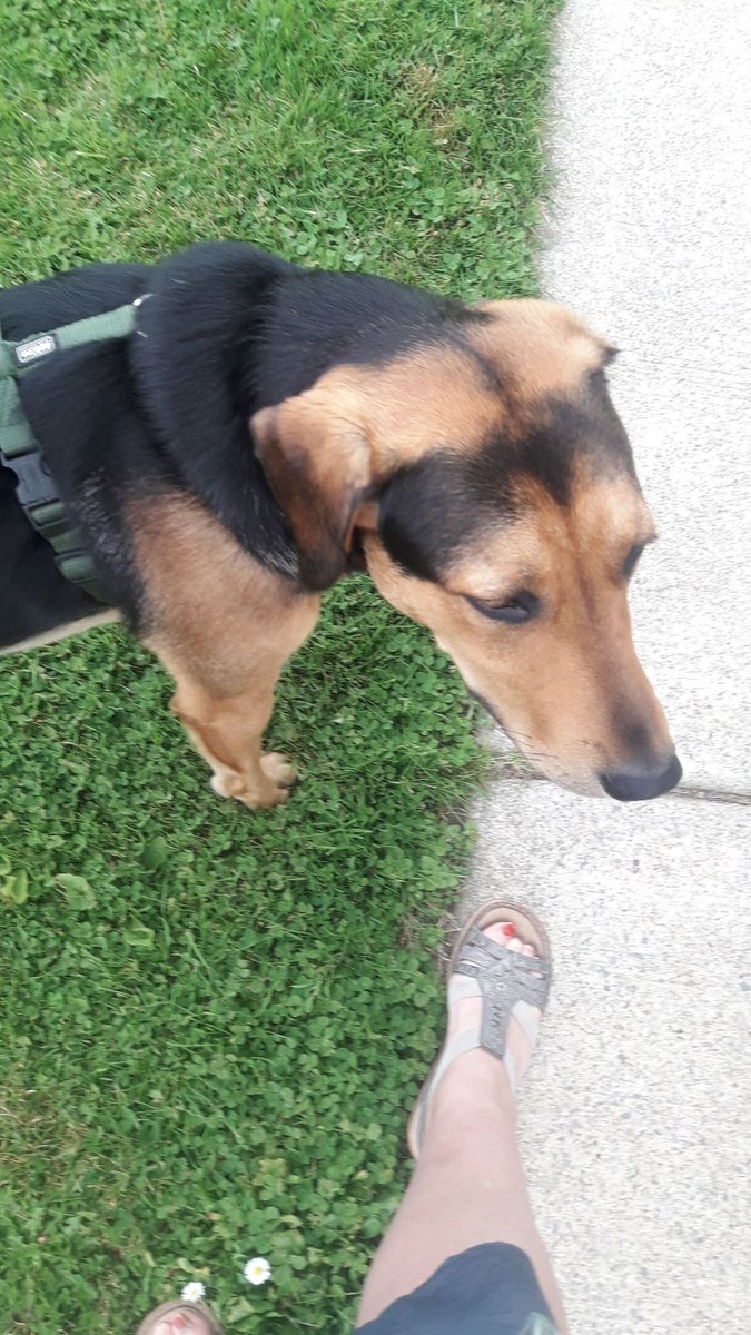 ObrienSarahb's tweet photo. @hsesteps stepping out with my current lunchtime companion https://t.co/D1LJWcUc6T