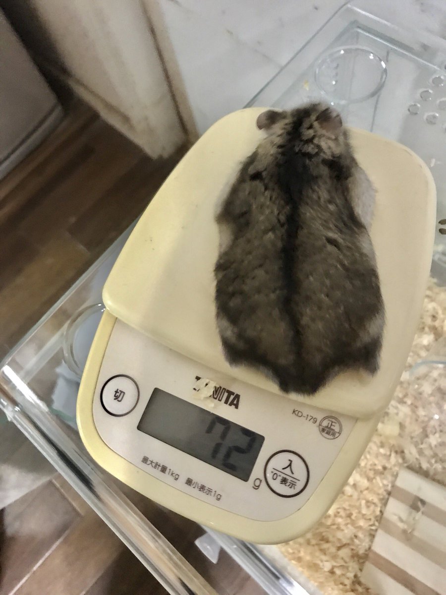 平均体重 ジャンガリアン