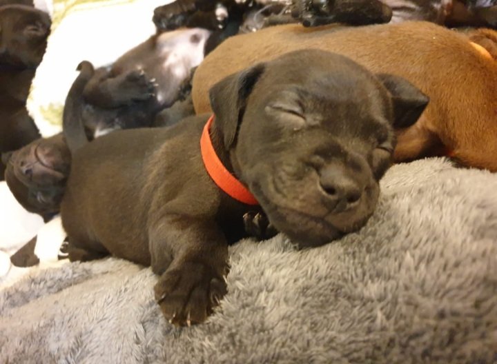 RSPCA Sheffield tweet media