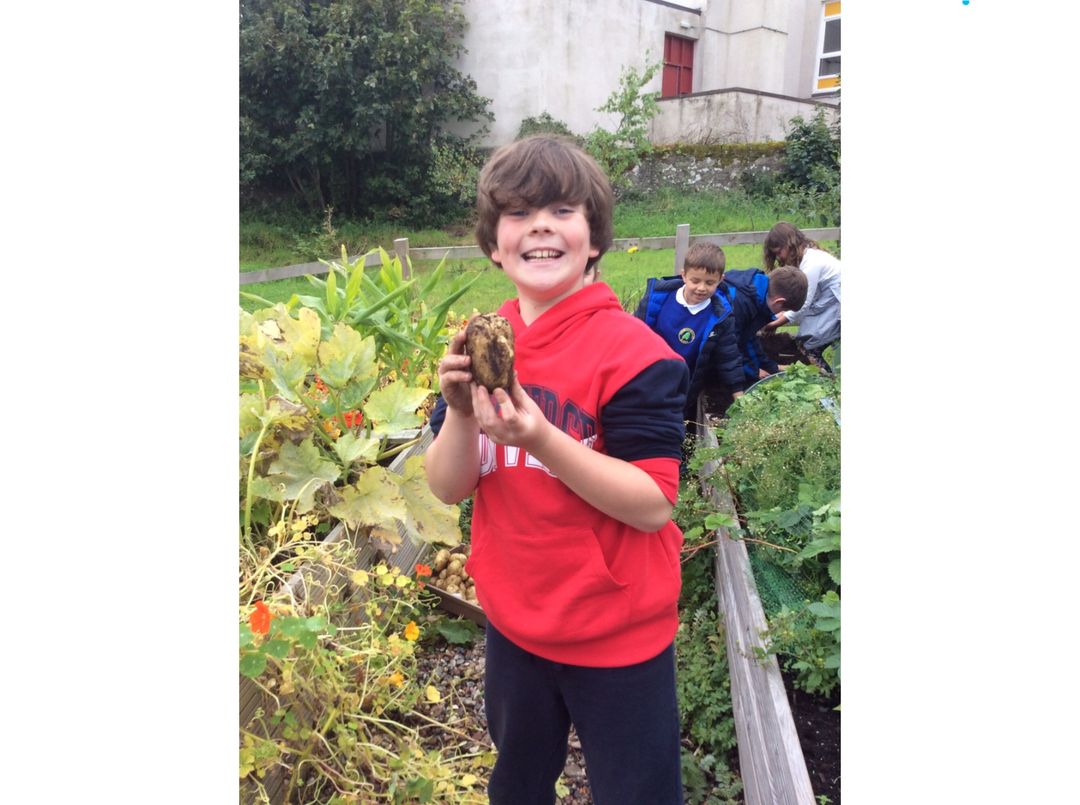We have had such a fabulous few weeks back at school! SeeSaw has been used to update our families about all of the amazing learning experiences we have been undertaking in our classes and EYC! Here are some pictures of P3/4/5 harvesting our impressive batch of potatoes!