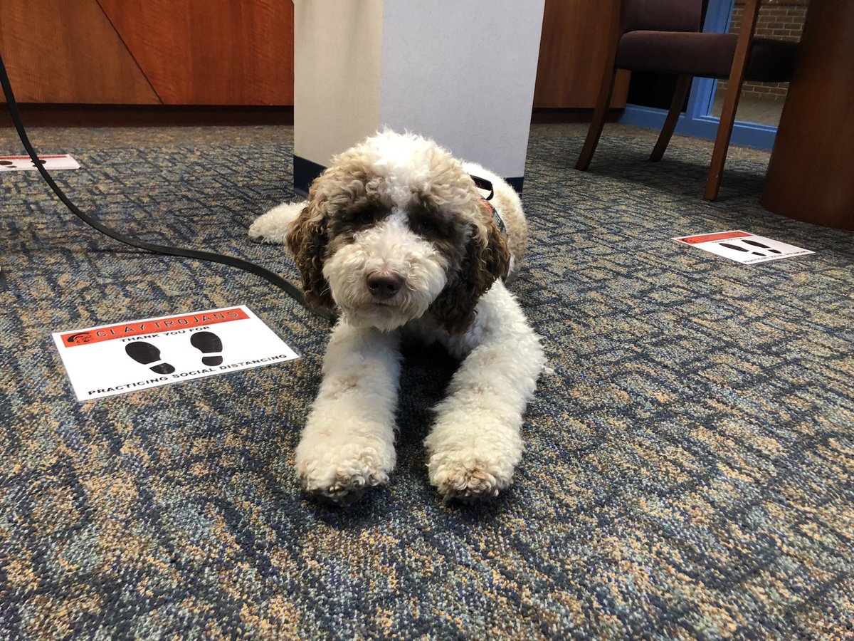 Auggie is ready for the week, bringing smiles to all he meets! <a href="/ClayCounseling/">Clay MS Student Services</a>