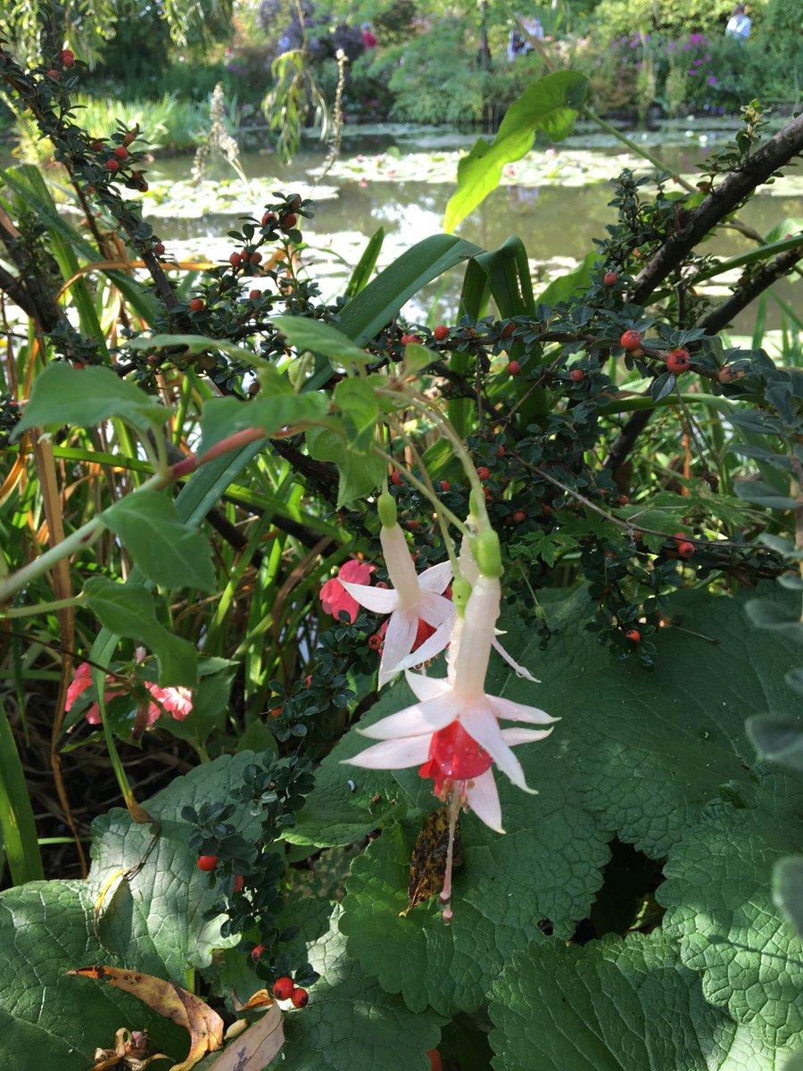 Emartin2ALTEN's tweet photo. Ce week-end, c'était Giverny ! Dahlias, cosmos et fuchsias, et bien d'autres pour le régal des yeux. @parisladouce @CulturezVous je recommande la très intéressante exposition @MuseeGiverny "L'Atelier de la nature, 1860-1910" où l'on admire de merveilleuses eaux-fortes de Whistler https://t.co/svN60WSKoN