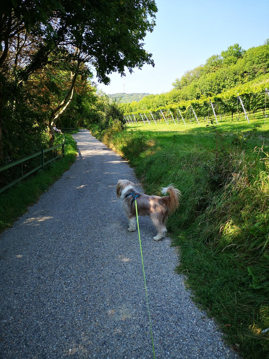 dexterS_i's tweet photo. Coming from the dog #groomer. Greetings from lovely #Vienna. Without any risk of #COVID19 here in the outlying area. https://t.co/pEgDkyx66h