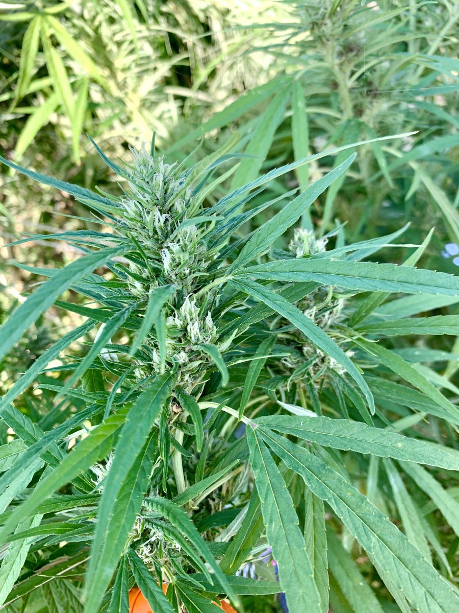 JillianLeeRiley's tweet photo. Hemp is legal, hemp is a cannabis plant, therefore cannabis is legal 🤔😏 Hemp is a sustainable plant that can be transformed into clothes, oils, or food. We can build a movement to full cannabis legalization and end the criminalization of marijuana💚🌿
#votejillianriley #hemp https://t.co/mtqpEChyiq