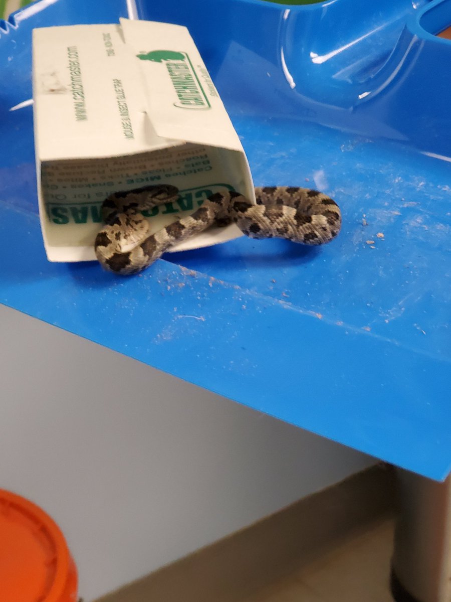 4Pete2028's tweet photo. GREAT way to start the work day! I walked right by the trap in the break room infront of the microwave. Dideven notice til my co-worker started screaming #HellYear https://t.co/DMzfOqUrI4