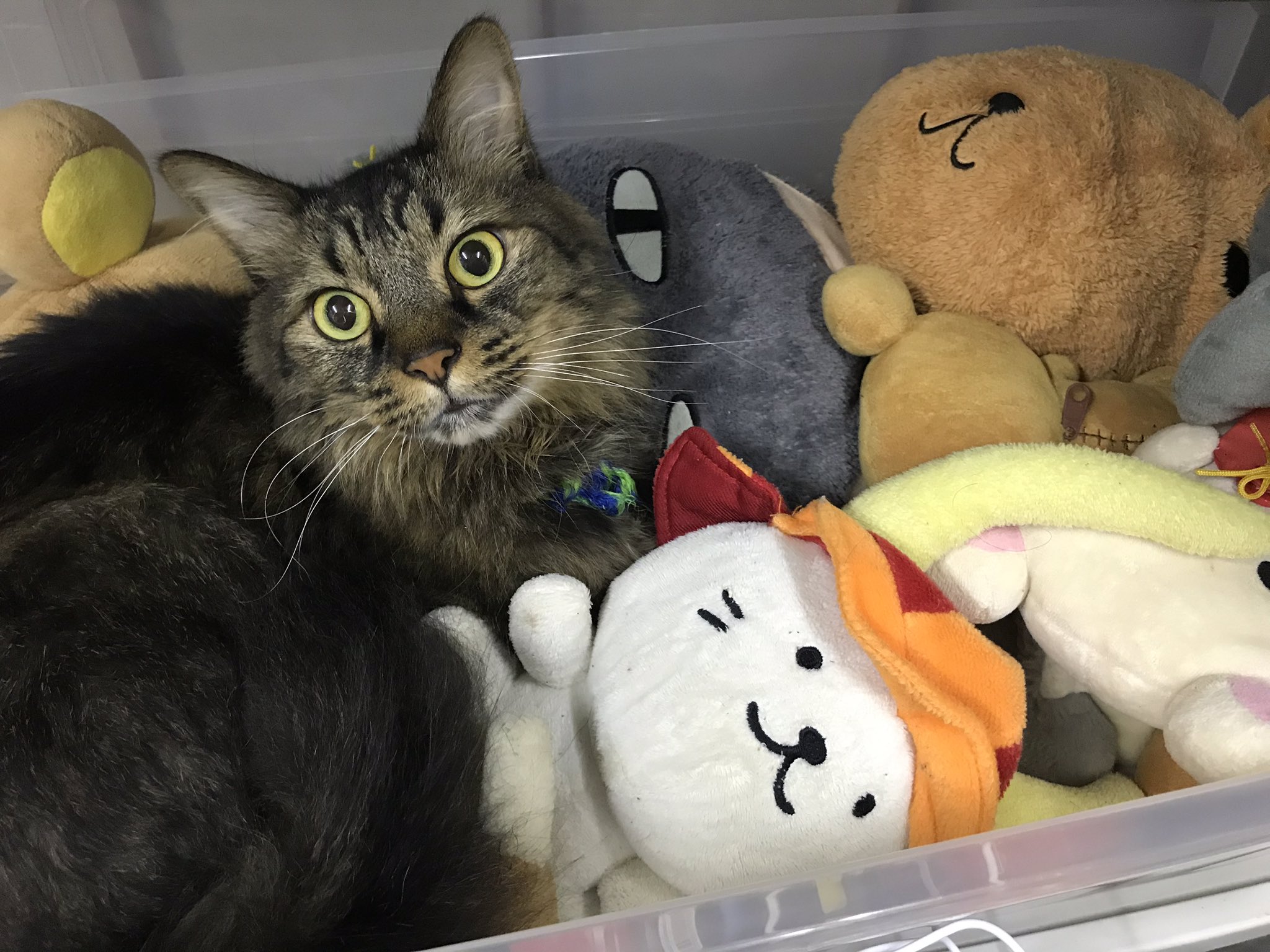 猫のひげ あれ こんなぬいぐるみあったかな W 猫 キジトラ猫 もふもふ猫 ぬいぐるみ ひこにゃん どこでもいっしょ Tabbycat T Co Rsvquew4da Twitter
