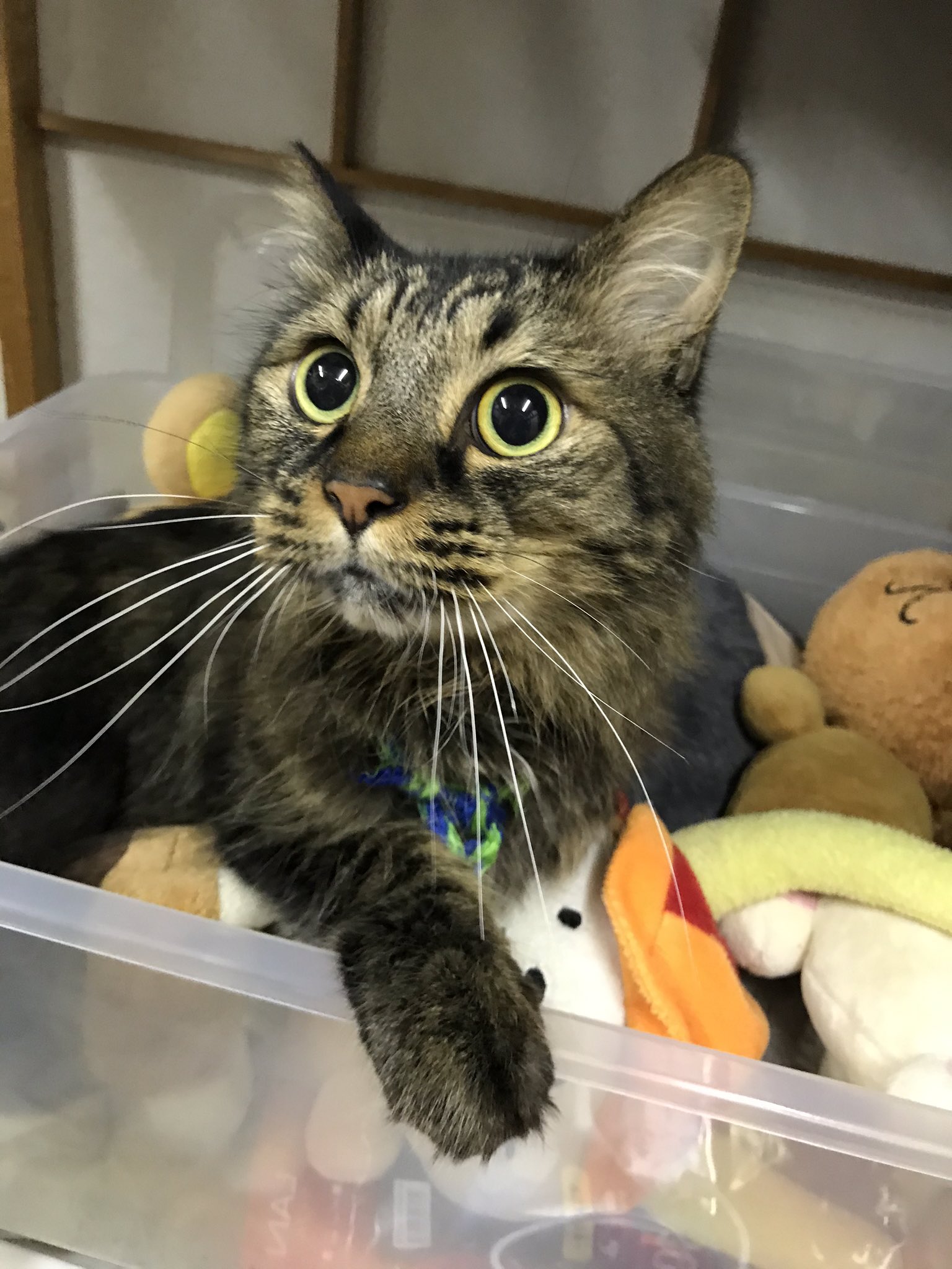 猫のひげ あれ こんなぬいぐるみあったかな W 猫 キジトラ猫 もふもふ猫 ぬいぐるみ ひこにゃん どこでもいっしょ Tabbycat 猫のひげ あれ こんなぬいぐるみあったかな W 猫 キジトラ猫 もふもふ猫 ぬいぐるみ ひこにゃん どこでもいっしょ Tabbycat