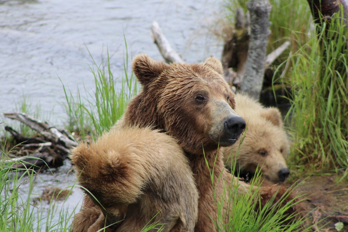 exploreorg's tweet photo. School is back in session. Whether the learning experience is online or in person, we invite teachers to take #bearcam into the classroom. Our resident naturalist @FitzIke is here to help: https://t.co/mzQjcmOTQC https://t.co/4XxBDntAnA