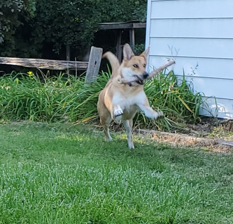Menabelle's tweet image. I found a stick! 

#CareCreditSweepstakes 
#DogsofTwittter 
#doge #doggo #floof #goodgirl