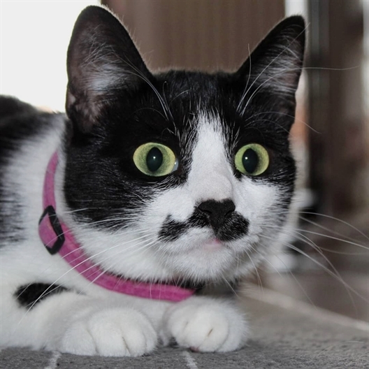 Cats Happiness tweet media